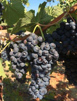 Syrah grapes in the sun, dreaming of their future as a glass of Fortunati wine...