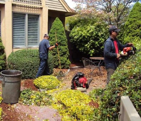 Our Crew working on Hedges & Bushes