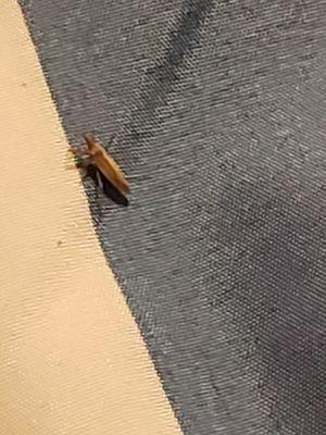 Alive bug found on bed