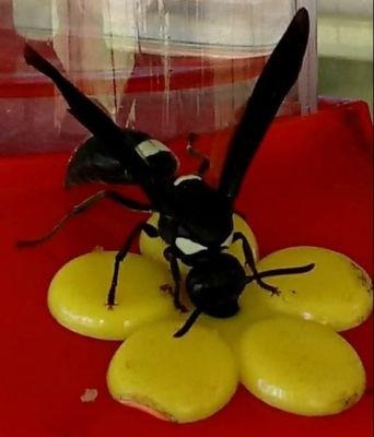 Bald faced hornet helping himself to my hummingbird nectar