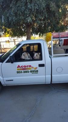 Acorn Pest Control