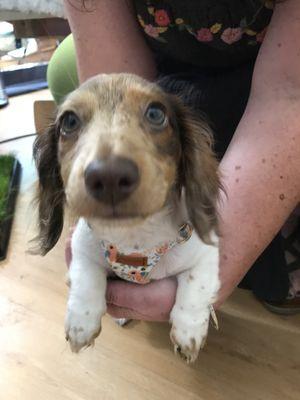 Meet Dottie! Sugar Peeps' pupper hostess with the mostess!