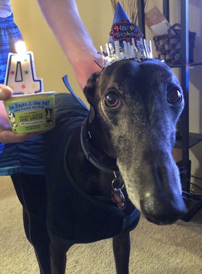 Linus celebrated his birthday in style with his new sweater from Bone Marché and we spoiled him with frozen yogurt dog treat too