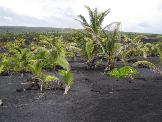 Kaimu Black Sand Beach