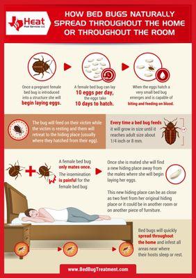 Infographic about how bed bugs spread