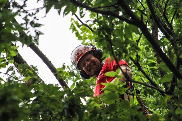 Dan Parker-Timms, owner of Shamrock Tree Service, has loved climbing his customers' trees himself for over 20 years.