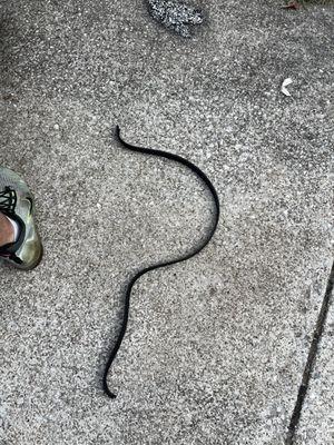 Serpentine belt snapped off after mechanic put it on my car.