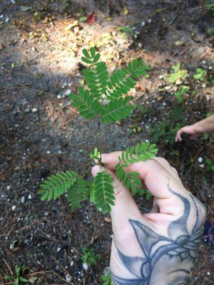 Mimosa plant