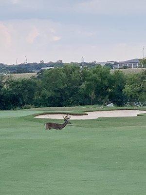 Golfing & deer....I love San Antonio!