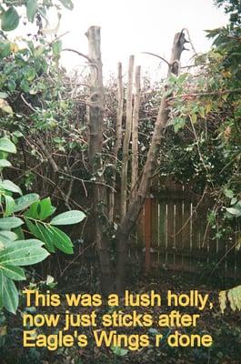 This was a lush holly, now "pruned"-  that is to say BUTCHERED into sticks by Eagle's Wing's crew