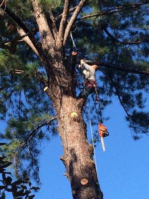 J & C Tree Service