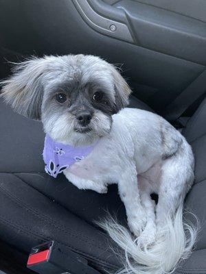 My baby after her grooming appointment