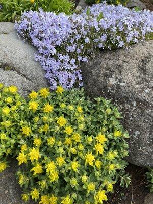 Rockery in spring