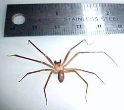 Yikes!!!!  Brown Recluse!!