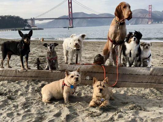 Walks & Wags SF