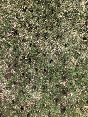 Lawn Aeration 2018