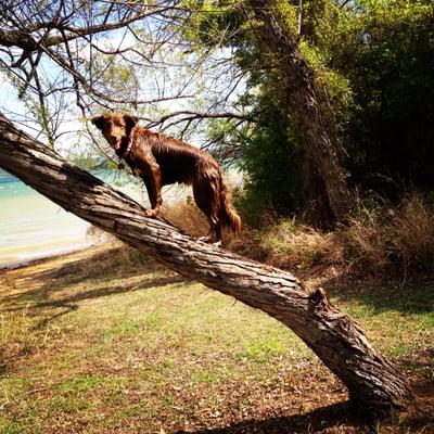 Jessie climbs a tree to fetch a toy.