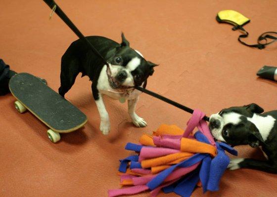 Puppy training in progress.