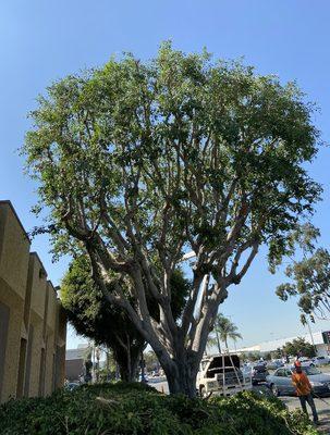 Commercial tree trimming