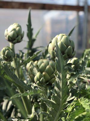 Organic artichokes growing in our garden