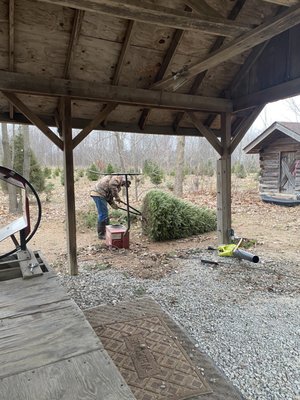 The owner trimming the bottom of the tree.