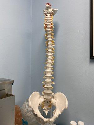 A model of the human spine