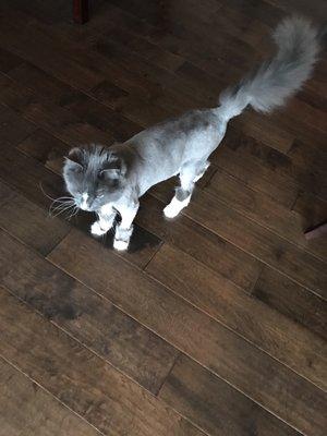 Fuzzy Grey's new do! I asked to keep his full tail and whiskers untrimmed. He's the best cat.