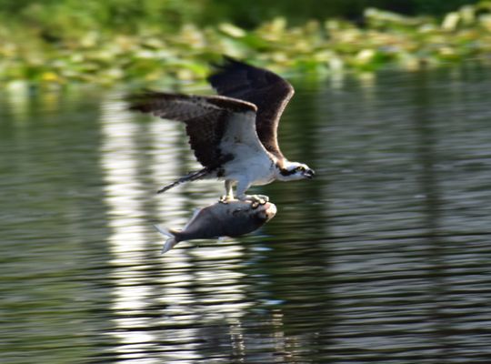 Hontoon Island State Park