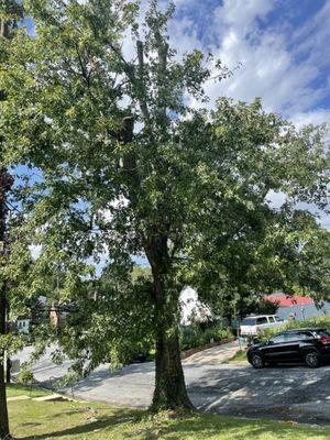 Guzman Tree Service