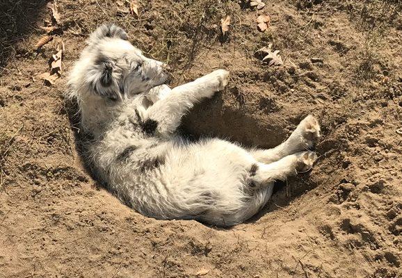 Silver Swan Dog Kennels