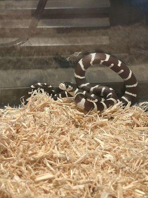 Black and white kingsnake (unnamed)