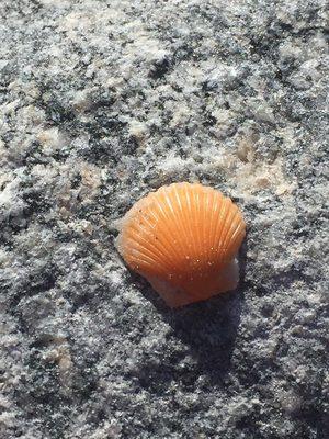 The beautiful scallop shell found during a group meditation on the beach!