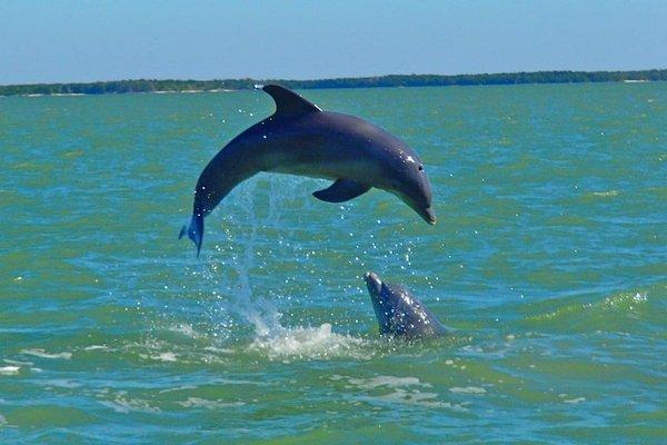 Panama City Beach Dolphin Tours