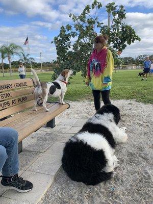 Beautiful pups having fun with each other!