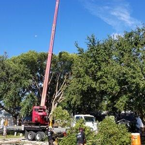 Tree Service Palm Beach - We have the equipment to handle any job!