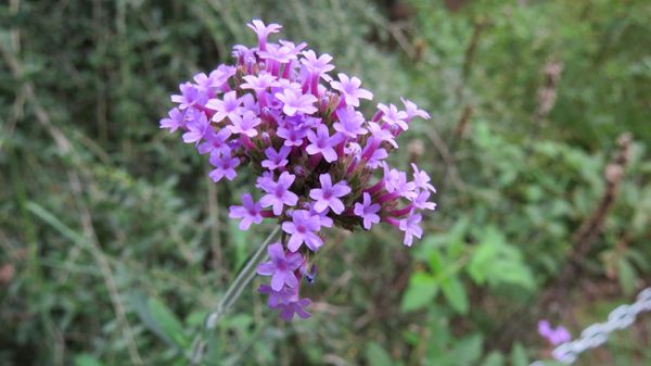 Flowers in the Carl Hunter Wildflower Glen