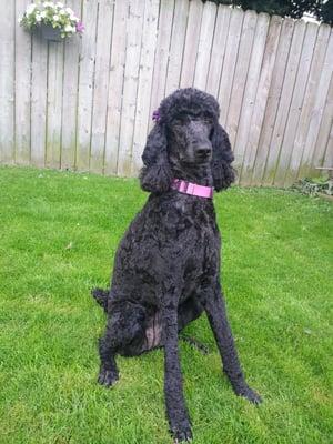 Stella, my standard poodle, saved back to her Poodle Grandeur by Liz at Bingo Pet Salon.