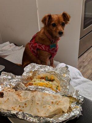 Top-Bottom: Chicken Taco, $2.50, tax included. Barbacoa Burrito, $6, tax included. Please note that cute dog does not come with food