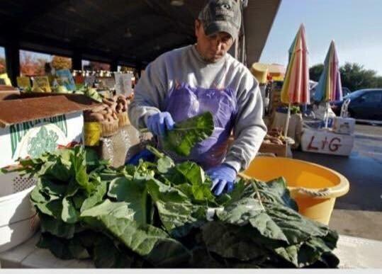 Elvis getting Collards ready