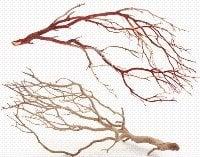 We provide manzanita high quality branches - natural or sandblasted!