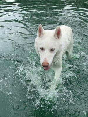 My dog polar bear loves swimming at the Katy Dog Park!