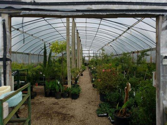 Main green house. Well stocked in March 2017!