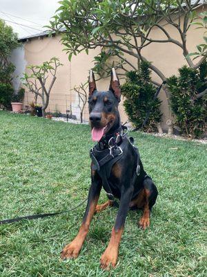 Harness, leash and collar outfitted by stealth k9.