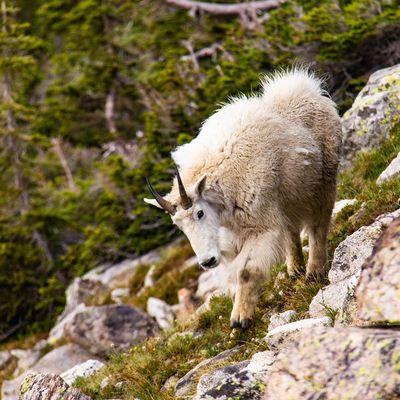 A mountain goat encounter on one of our challenge hikes!