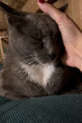 A very zen yoga cat