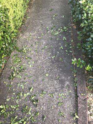 Shrub clippings never swept up.