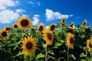 Tournesol avec ciel bleu...(sunflowers with a blue sky).