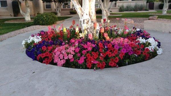 Our winter and summer flowers are sure to brighten up your landscape!