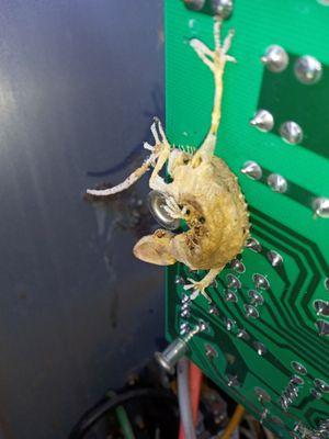 This lil guy fried the circuit board in this unit.That's why  Preventative Maintenance is important..