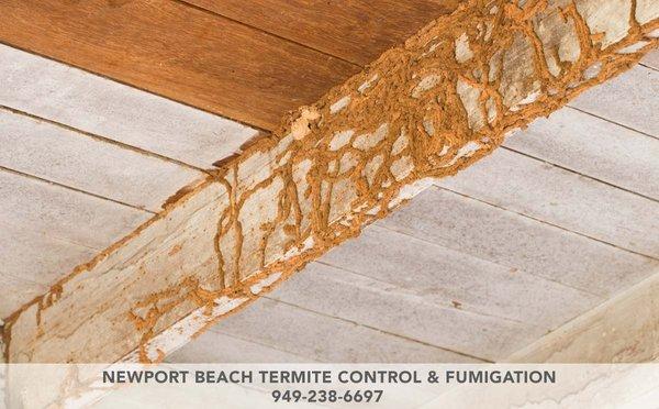 Newport Beach Termite Control & Fumigation 224 Marine Ave Newport Beach, CA 92662 (949) 238-6697 http://www.octermitepros.com